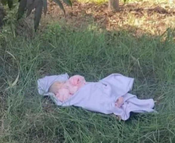 الدكتور أيمن مختار محافظ الدقهلية 