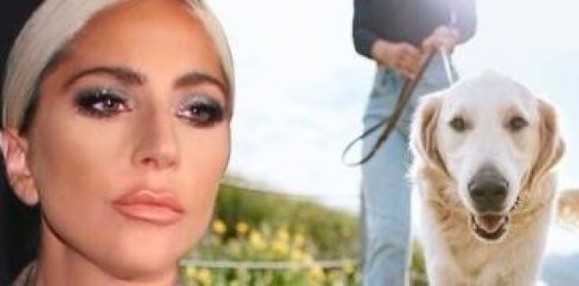 اللحوم المضبوطة