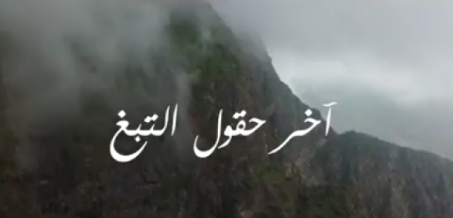 آخر حقول التبغ