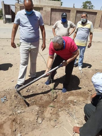 زراعة أشجار مثمرة بكوم امبو