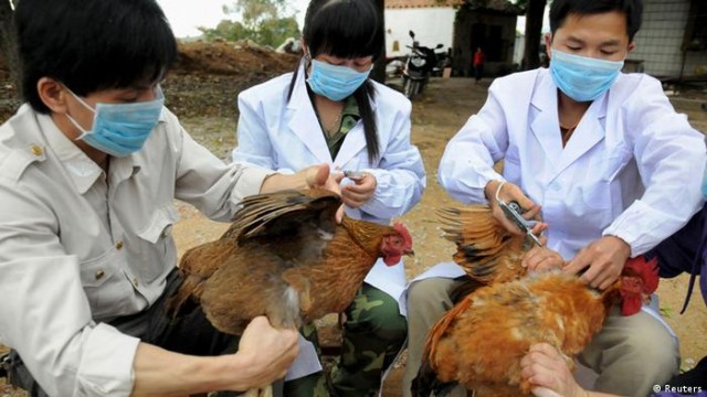 إنفلونزا الطيور أزمة جديدة تضرب العالم 