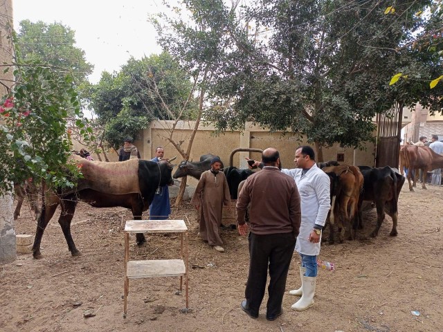 قافلة بيطرية مجانية لتنمية الثروة الحيوانية بقرية الخواجات