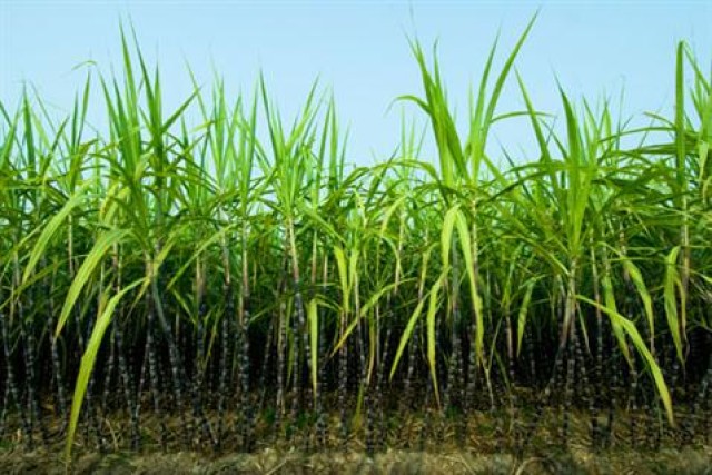 أهمية مشروع التحول لزراعة قصب السكر بنظام الشتلات | إنفوجراف