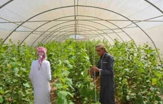 ”دمج أبناء سيناء في التنمية الزراعية”: نفذنا 6 حقول استرشادية