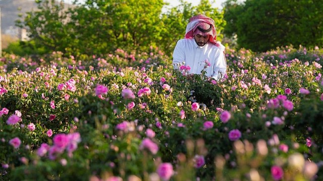 بساتين الورد في مدينة الطائف 