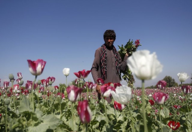 زراعة الخشخاش في طالبان