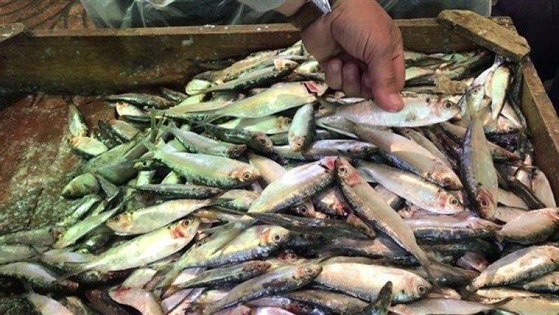 أسعار الأسماك والجمبري اليوم الخميس
