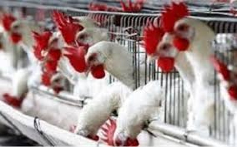 تراجع أسعار الفراخ البيضاء اليوم الجمعة