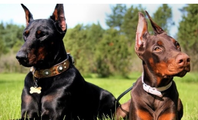 الديلي ميل:بيطريون ينصحوا الكلاب بإرتداء نظارات شمسية على الشاطئ