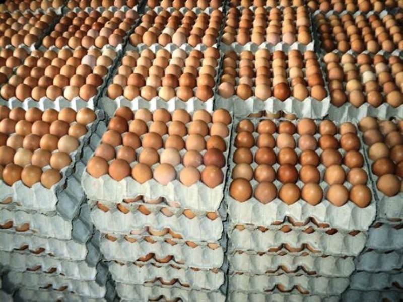 كرتونة البيض