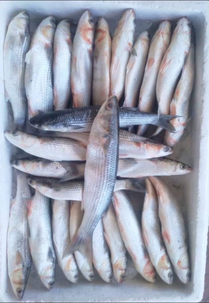 أسعار الأسماك بمدينة رأس سدر