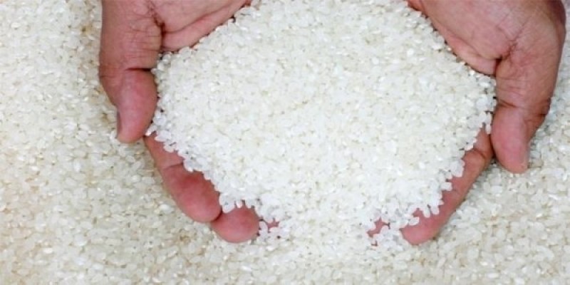 صادرات الأرز