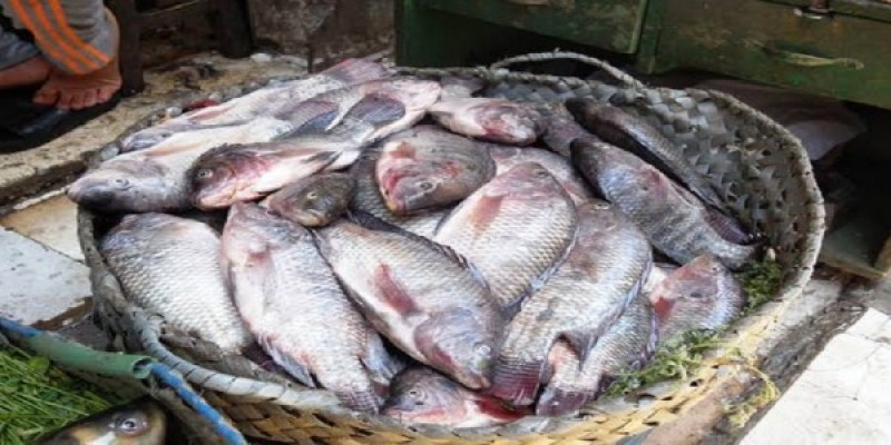 أسعار الأسماك اليوم الأحد