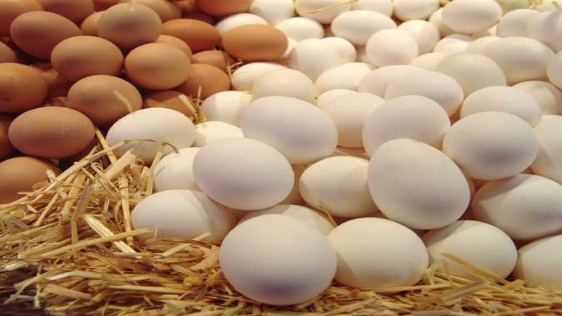 تجارية القاهرة: ارتفاع أسعار البيض 2 جنيه