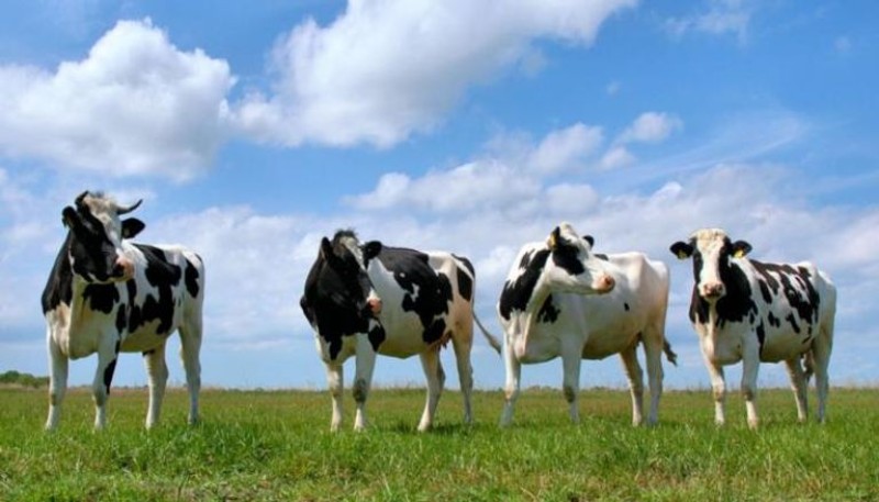 نيوزيلندا تفرض ضريبة على تجشؤ وغازات الأبقار