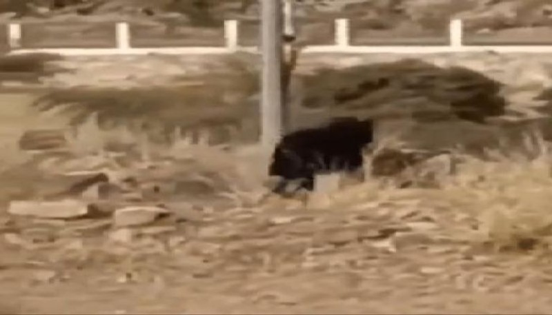 السلطات السعودية توضح حقيقة المخلوق الغريب بمتنزه المريع | فيديو