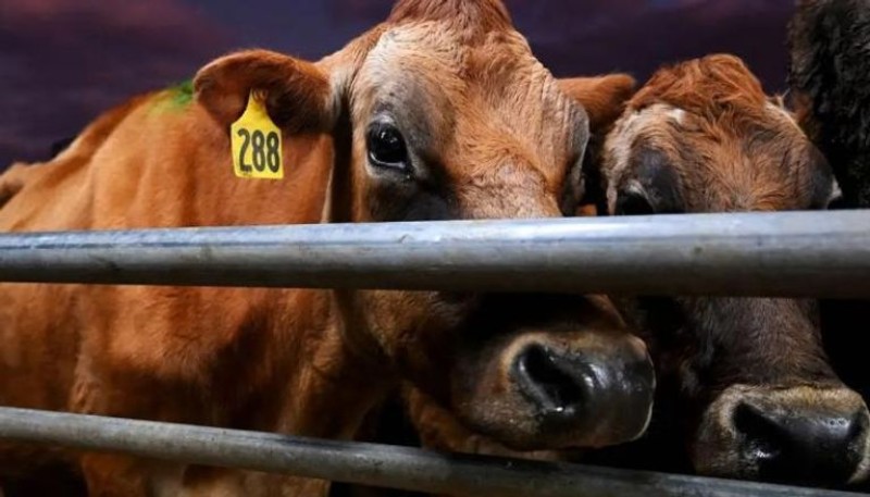 نيوزيلندا تدرس فرض ضريبة على فضلات الحيوانات