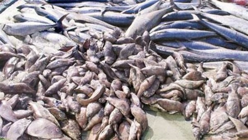 ضبظ أكثر من ٤طن أسماك غير صالحة للإستهلاك الأدمي بالمنوفية