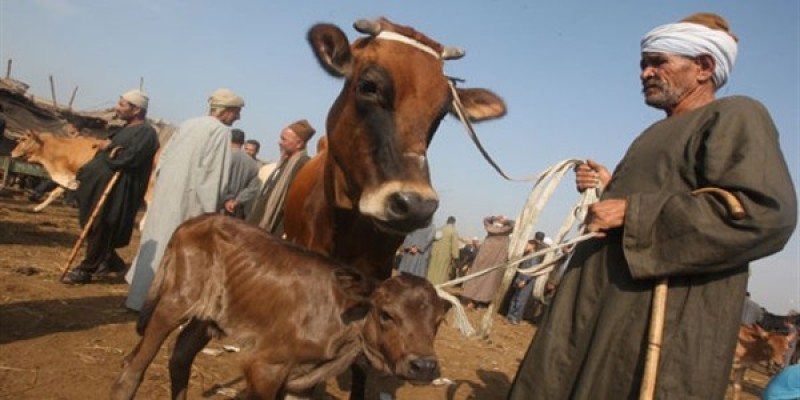 بيطري الشرقية يُجري المسح التناسلي الشامل لـ 4 آلاف و 924 رأس ماشية