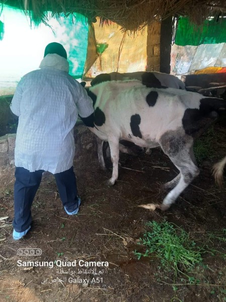 علاج 650 رأس ماشية ضد الطفيليات الداخلية والخارجية