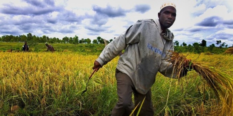الشيوخ: 65% من مزارع أفريقيا مهددة بالبوار (لهذا السبب)