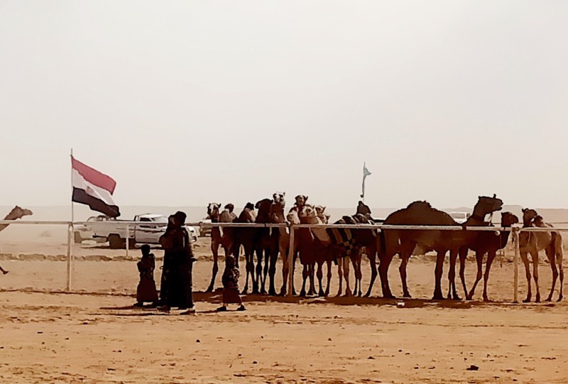 رئيس مدينة طور سيناء يشهد نهائي سباق الهجن