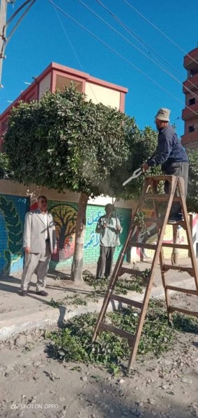 قص وتهذيب الأشجار بشارع المدارس بمدينة الحسينية