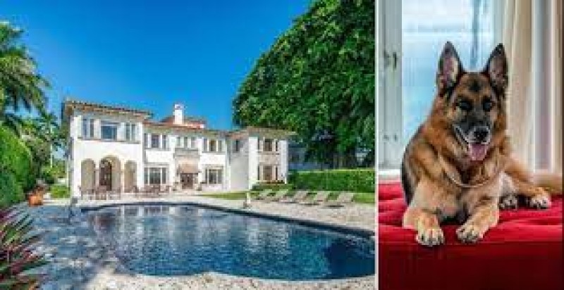 ثروته 400 مليون دولار.. ”جونتر السادس” أغنى كلب فى العالم