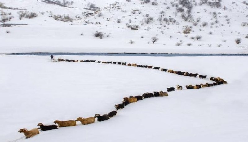 حقيقة صورة ”قطيع الغنم المذهل يعبر وسط الثلوج”