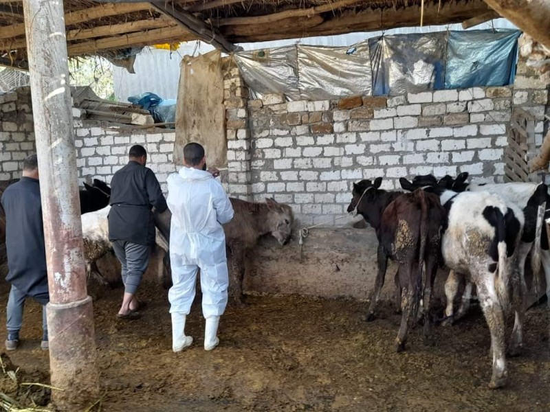 محافظ كفر الشيخ يوجه بالدعم للحملة القومية لتحصين الماشية