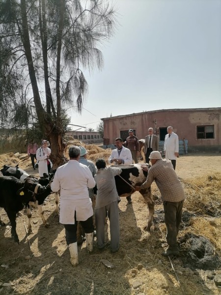 بالبحيرة .. تطعيم 24735 رأس ماشية ضد مرضي الحمى القلاعية والوادي المتصدع