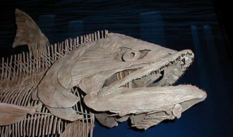 فك لغز سمكة الأرجنتين الإسطورية .. عاشت بين الديناصورات