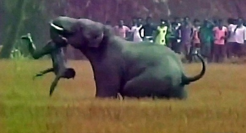 العملاق القاتل.. نهاية فيل أنهي حياة 6 أشخاص بالهند |صور