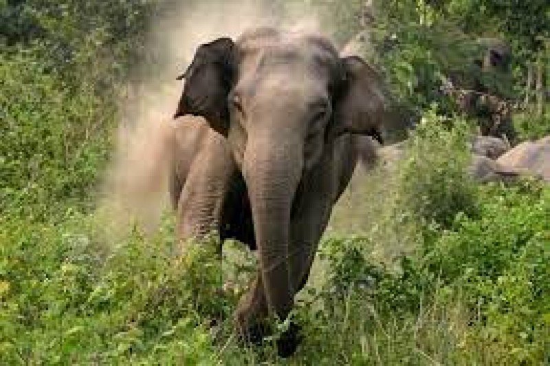 في الهند..فيل يضرب سيدة ويقذفها بالهواء