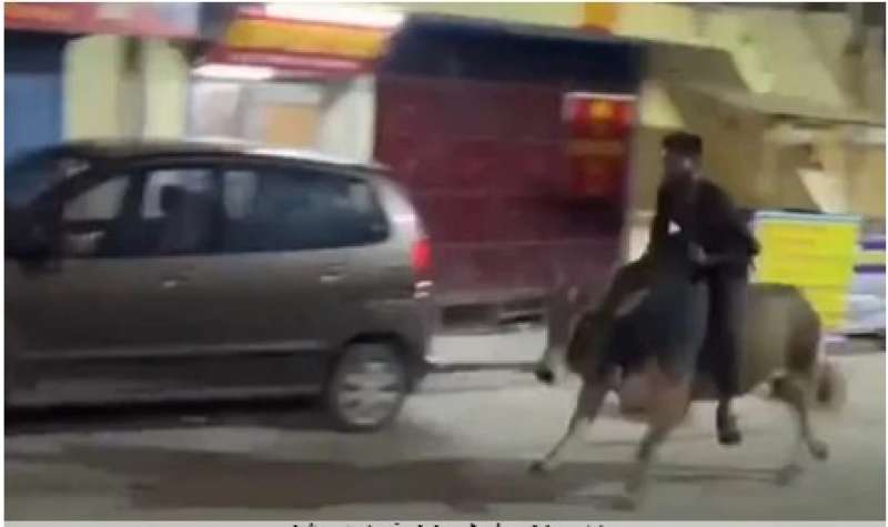 عايز يركب التريند.. شاب هندي يمطتي ثور في الشارع|فيديو