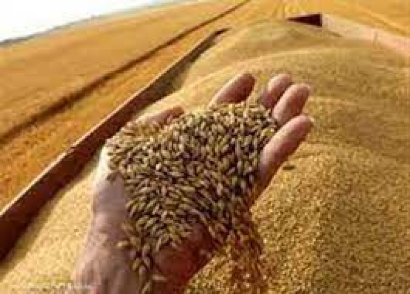 الزراعة : حصول الفلاح على مستحقاته خلال 48 ساعة من تسليم القمح