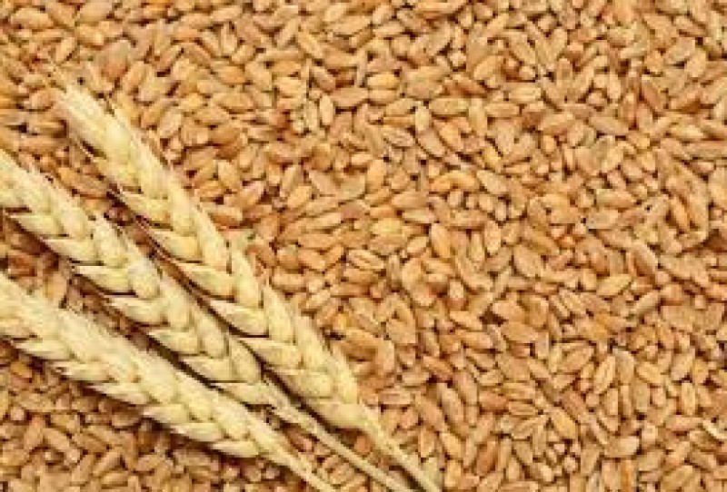 وزارة الزراعة تكشف عن خطة الاكتفاء الذاتي من القمح |فيديو