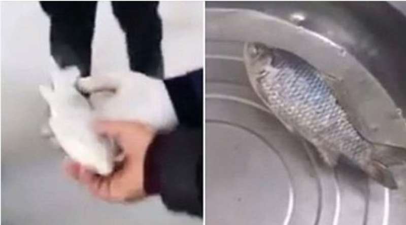 حقيقة عودة سمكة مجمدة للحياة بعد رجوعها للمياه |فيديو
