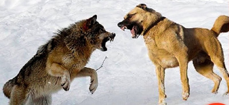 كلب شجاع ينقذ شقيقه الصغير من هجوم ذئبين