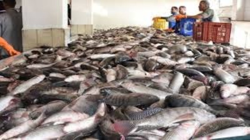 أسعار الأسماك والجمبري في سوق العبور اليوم الجمعة