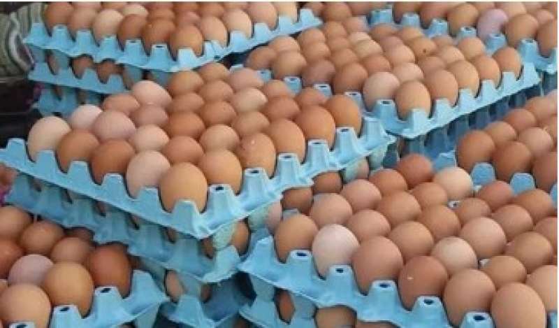 5 جنيهات انخفاض في أسعار البيض.. ”الدواجن” تكشف التفاصيل