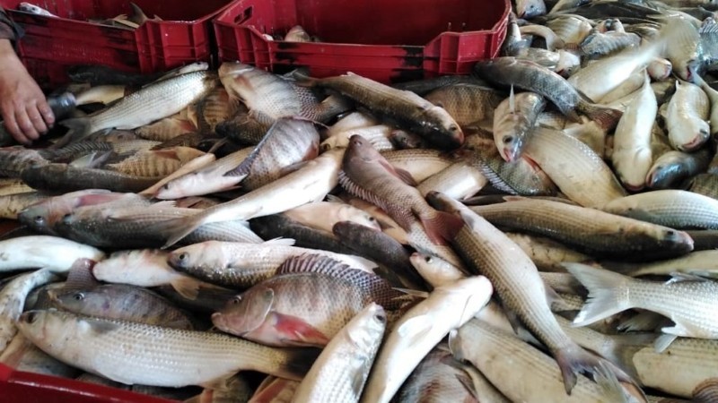 أسعار الأسماك اليوم الجمعة
