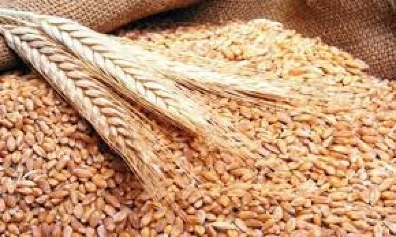 أستاذ زراعة: مصر تستورد 50% من القمح وهذا رقم كبير (فيديو)