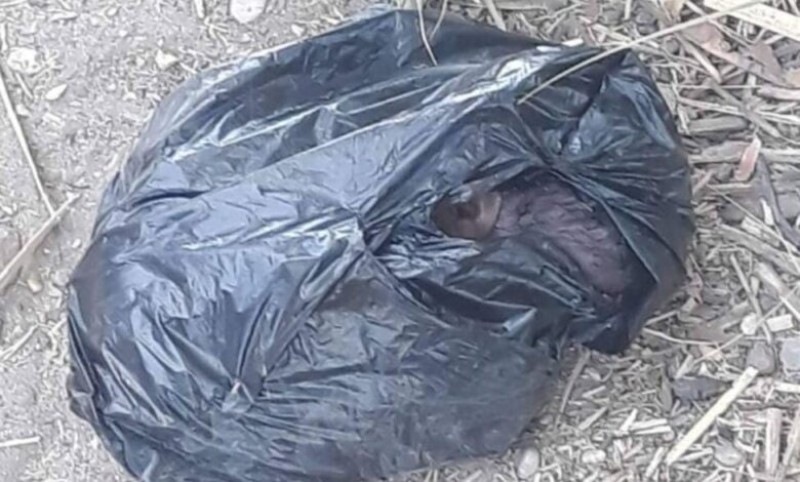 العثور على جثة طفل حديث الولادة داخل كيس بلاستيك بالدقهلية
