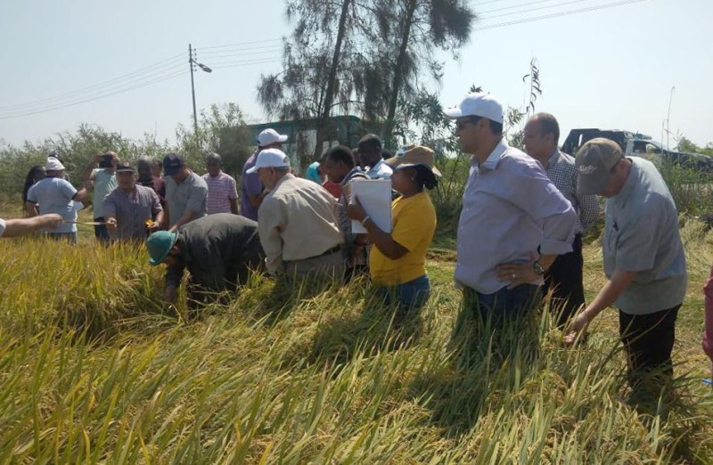 الزراعة تنظم يوم حصاد لمحصول الأرز بالدقهلية ضمن فعاليات الحملة القومية لترشيد استهلاك المياه | صور