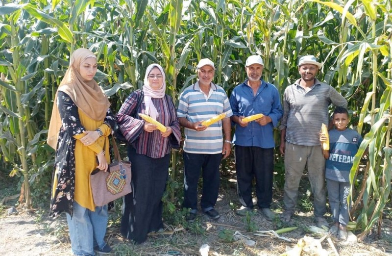 لجان لمتابعة محصول الذرة وتحديد مواعيد الحصاد مع المزارعين في الإسكندرية