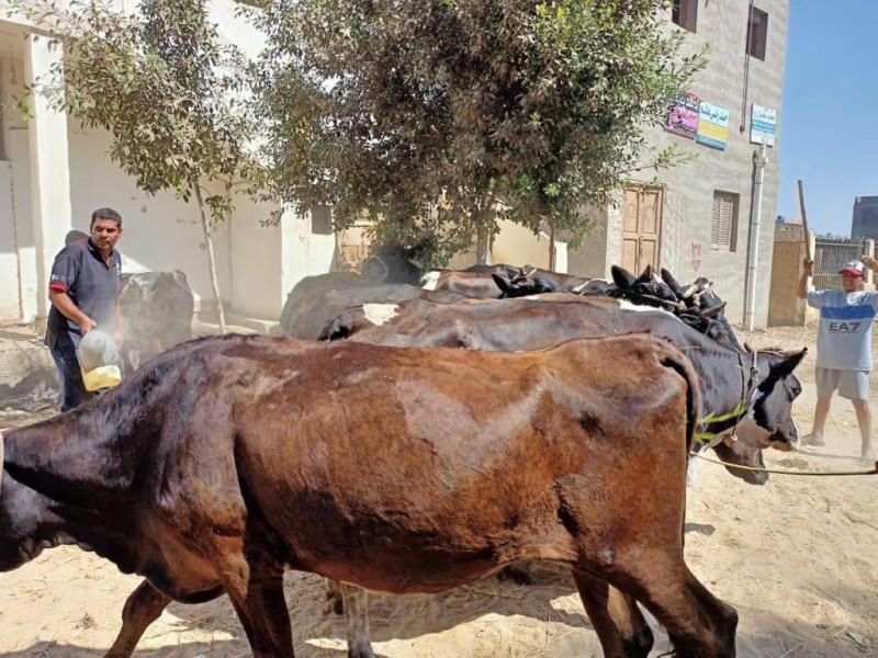 قافلة طبية بيطرية متكاملة لعلاج الماشية بمدينة سيدي غازي وقرية سنتماي بكفر الشيخ