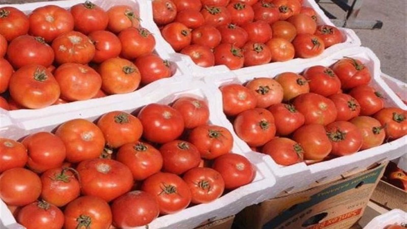 شعبة الخضراوات تكشف موعد تراجع أسعار الطماطم والبصل