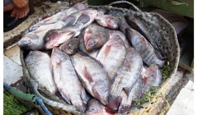سلامة الغذاء تحذر هؤلاء من السمك البلطي (فيديو)