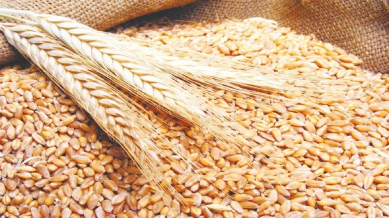 ملايين الأطنان.. مصر تؤمن محصول القمح حتى هذا الموعد ومفاجأة بشأن الكميات